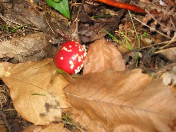 IMG 6467