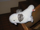 img 7088