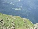 chamois