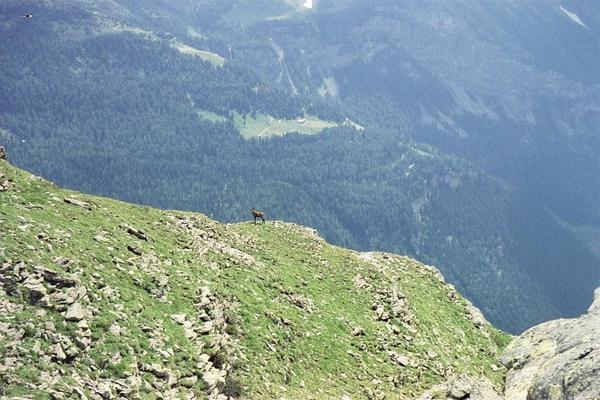 chamois