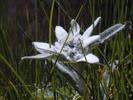 edelweiss
