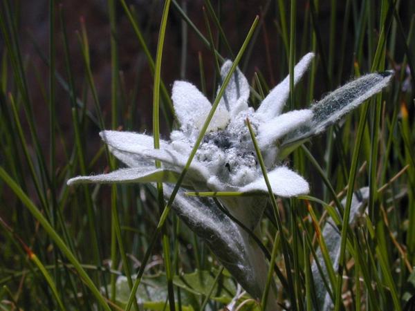 edelweiss