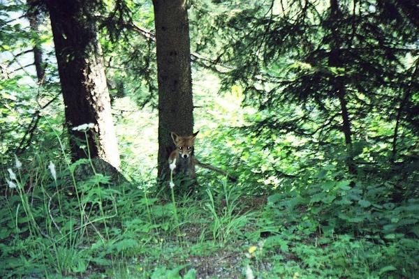 renard