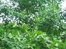 img 1172v