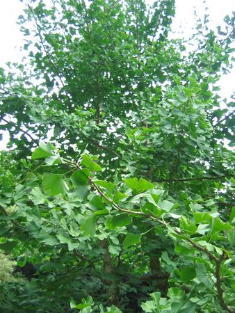 img 1172v