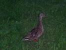 img 1460v