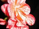 img 1801v