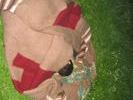 img 2317v