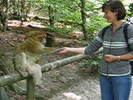 Feeding the monkey