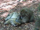 Jirka and Marta, the monkeys 1