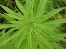 p7235383
