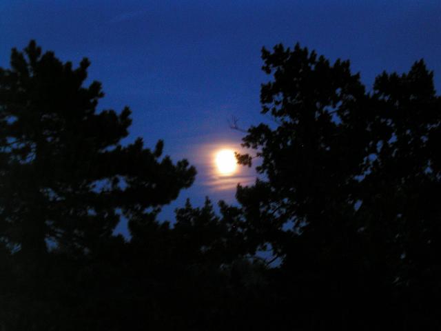 p7295725